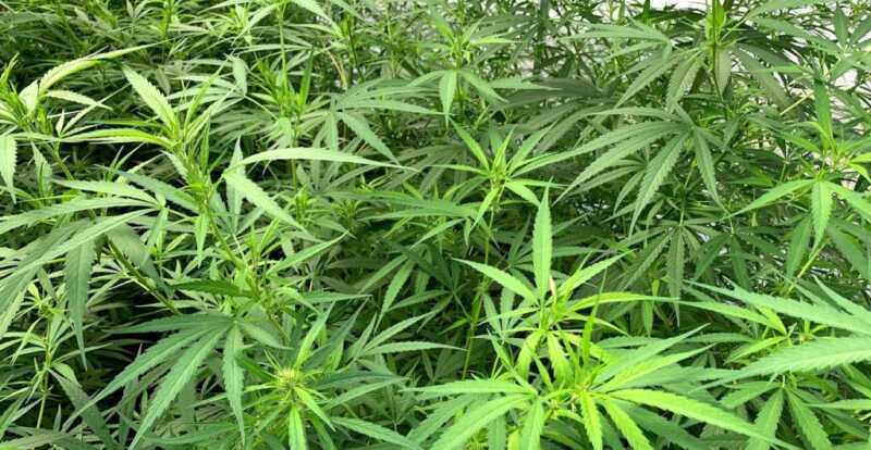 Brasil destruyó uno de los cultivos de marihuana más grande de su historia: 138 mil plantas 5 marihuana brasil 1 - 4