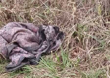Preocupación en Apóstoles por animales callejeros en plena ola polar apostoles perros