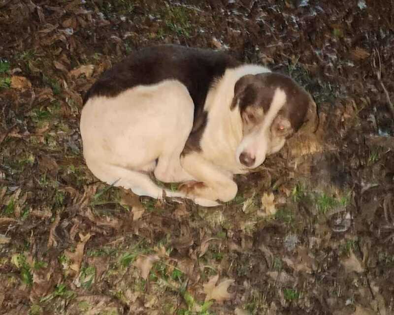 Desde Patitas Callejeras remarcan que muchas veces los animales son abandonados porque sus familias no pueden cubrir tratamientos médicos ni alimentación. 