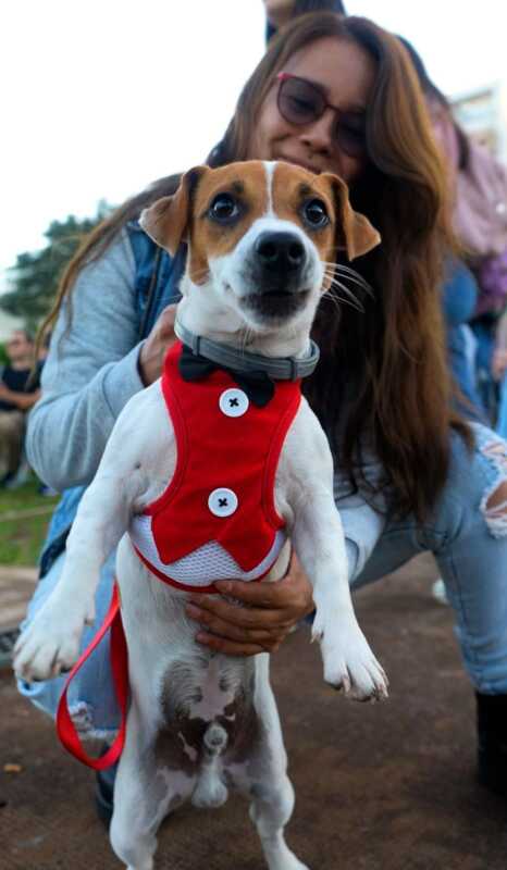 perro - 2