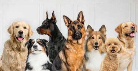 Día Mundial del Perro: un llamado a la conciencia ante el abandono y el maltrato animal Más que una celebración, una oportunidad para reflexionar sobre el trato hacia los animales en la vida cotidiana.