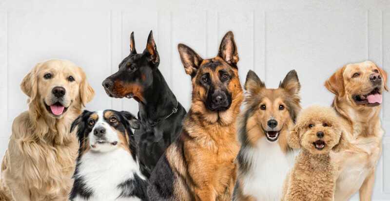 Más que una celebración, una oportunidad para reflexionar sobre el trato hacia los animales en la vida cotidiana.