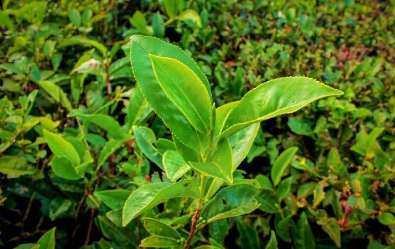 El té argentino obtuvo el sello de Indicación Geográfica 5 plantas de te - 4