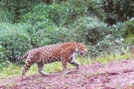 yaguareté