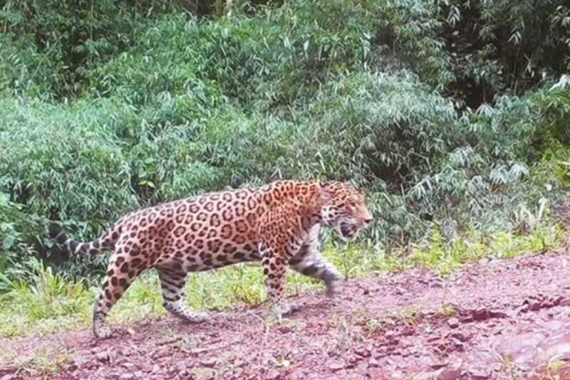 Tras más de tres años, reaparece un yaguareté en el Valle del Cuñá Pirú yaguareté