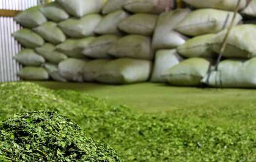yerba - 1
