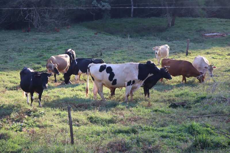 Cesantías en el INTA a nivel nacional, Misiones mantiene su personal por ahora 3 536275109 1070265438613325 6741851767608789739 n - 2