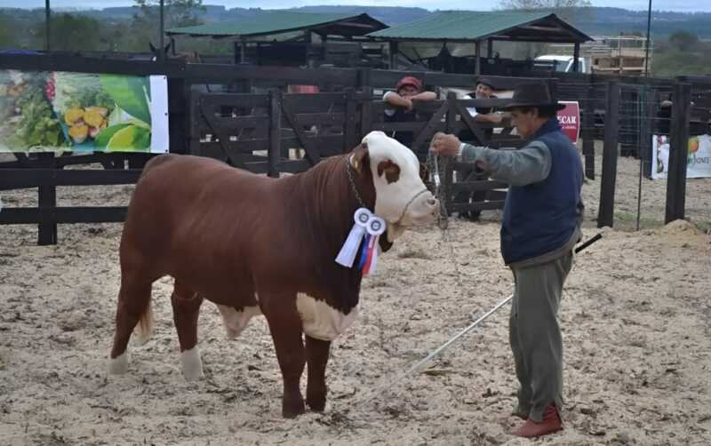 La Expo Rural de Misiones con total éxito: récord de público y remates millonarios 1 Expo