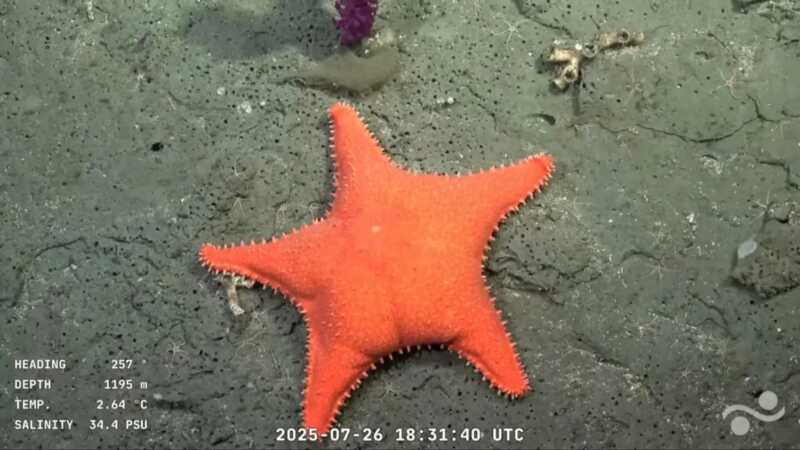 CONICET: cierra el streaming que atrapó al mundo con especies únicas 3 Investigación del CONICET: la estrella de mar que se llevó todas las miradas