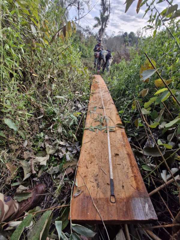 Armas y tala ilegal: dos operativos ambientales en Misiones 5 Imagen de WhatsApp 2025 08 03 a las 13.50.28 8be6052f - 4