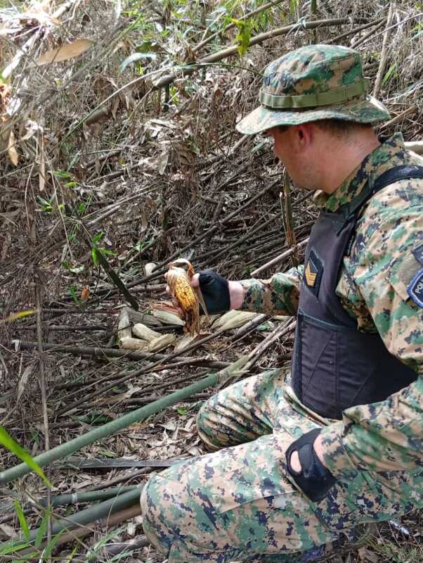 Armas y tala ilegal: dos operativos ambientales en Misiones 3 Misiones: armas y tala ilegal en la provincia