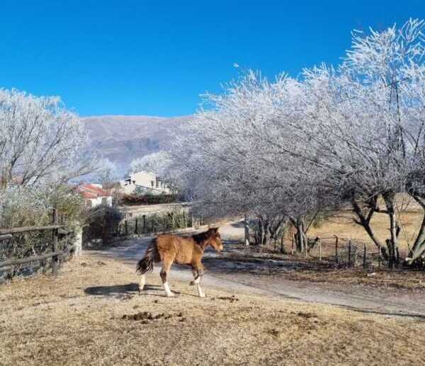 Imagen de WhatsApp 2025 08 04 a las 19.21.13 69137fbe e1754346167351 - 3