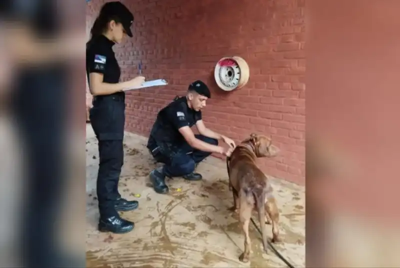 Maltrato Animal: una señal de alerta para otras formas de violencia 3 Maltrato