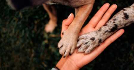 Maltrato Animal: una señal de alerta para otras formas de violencia Maltrato