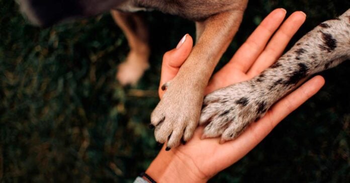Maltrato Animal: una señal de alerta para otras formas de violencia Maltrato
