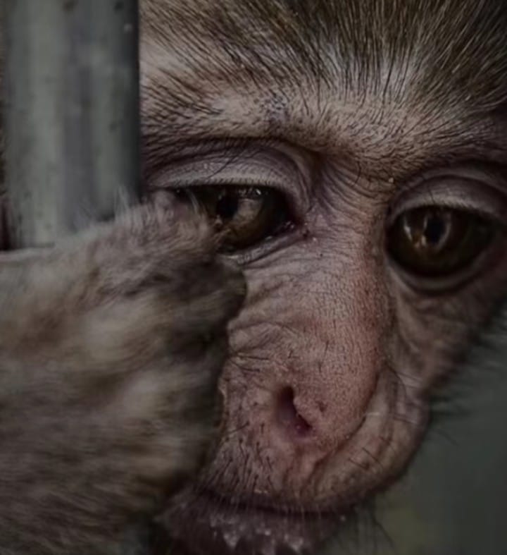 OHANA presenta la campaña “Todos por la Biodiversidad” 2 Los animales que llegan a OHANA suelen presentar lesiones graves.