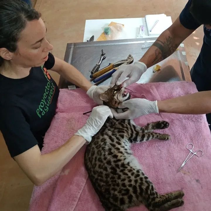 OHANA presenta la campaña “Todos por la Biodiversidad” 1 OHANA trabaja con un equipo interdisciplinario.