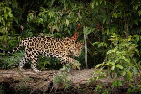Formosa: condenaron a dos años de prisión a los cazadores furtivos que mataron a un yaguareté muerte de un yaguareté en Formosa