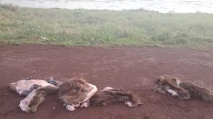Vergonzoso: faenaron un carpincho en la zona del Zaimán y dejaron los restos carpincho