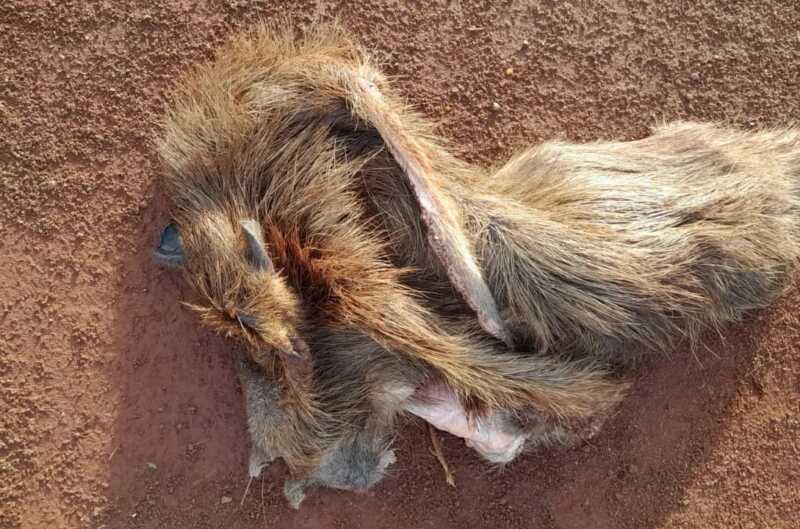 Vergonzoso: faenaron un carpincho en la zona del Zaimán y dejaron los restos 6 WhatsApp Image 2025 08 20 at 09.47.33 - 5