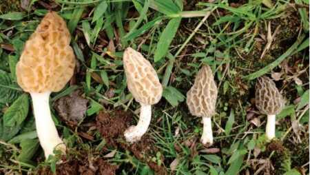 Misiones debatirá un proyecto para investigar productos medicinales a base de hongos autóctonos hongos en Misiones
