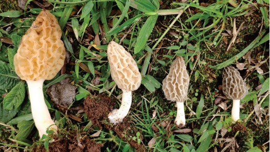 hongos en Misiones