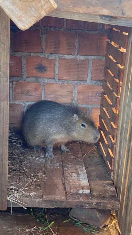 carpincho rescate - 4