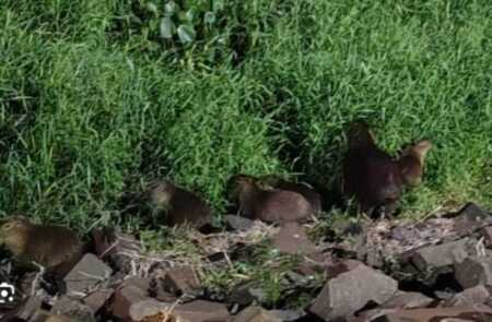 Carpinchos en la Costanera de Posadas: atractivo natural que impulsa el turismo y conciencia ambiental carpinchos