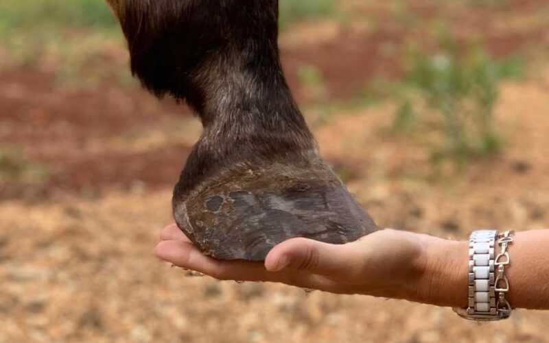 equinoterapia Misiones