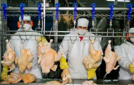 Argentina suspendió las exportaciones de productos avícolas tras un brote de influenza aviar gripe aviar2 1 - 2