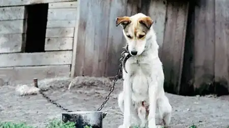 El informe del IPEC invita a reflexionar sobre la forma en que las personas se vinculan con los animales.