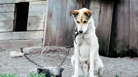 Avanza la creación del primer Juzgado de Protección Animal en Misiones 4 El informe del IPEC invita a reflexionar sobre la forma en que las personas se vinculan con los animales.