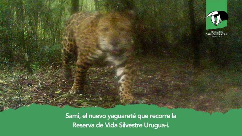 “Sami”, el nuevo registro del yaguareté en la Reserva Urugua-í 3 sami yaguarete - 2