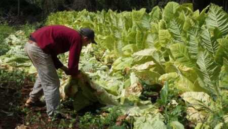 Misiones pagará $6.218 millones a productores tabacaleros el 21 de noviembre Misiones tabacaleros