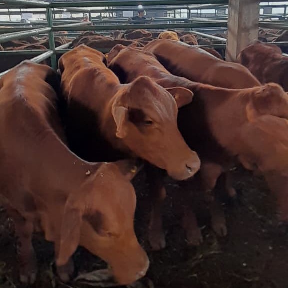 Confederaciones Rurales Argentinas piden menor carga fiscal, inversiones y una "autocrítica" de Nación 5 545617469 1240065678161232 4149313176519461332 n - 4