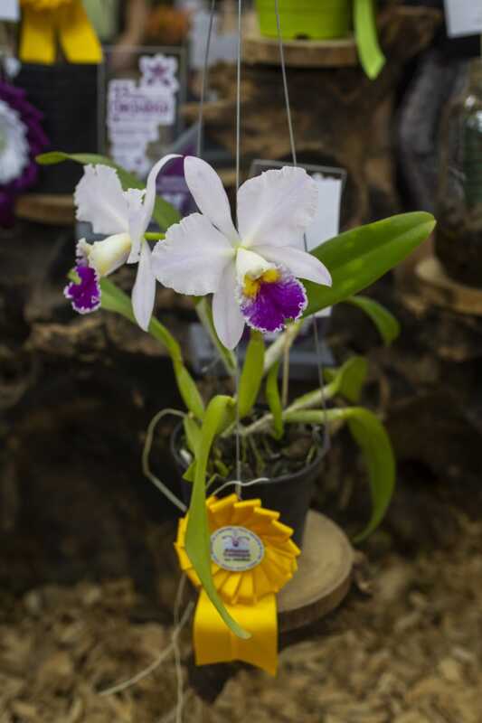 Fiesta de la Orquidea archivo 4 - 4