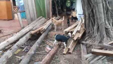 Perdió su casa y su refugio animal en Iguazú por la caída de un árbol: “Nos salvamos de milagro” Imagen de WhatsApp 2025 09 10 a las 16.42.10 969c1754 - 1