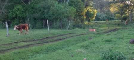 Tragedia en Caá Yarí: un hombre de 75 años murió embestido por un toro Imagen de WhatsApp 2025 09 26 a las 19.28.03 254f9a71 - 6