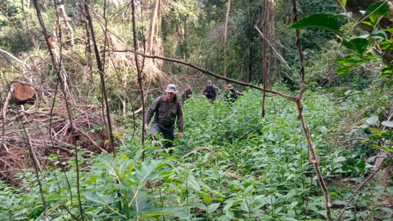 Colonia Polana: denuncian tala masiva de pinos y eucaliptos en propiedades privadas 5 Pina 3 - 4