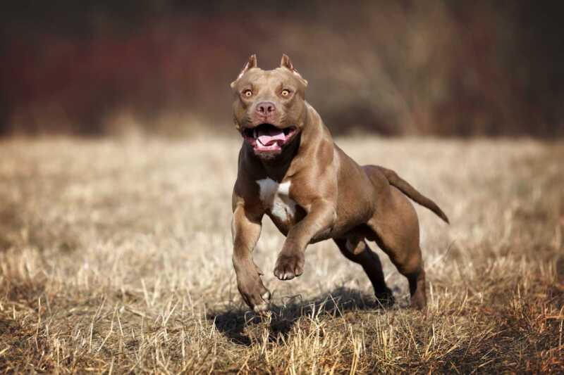 Una mujer en estado crítico tras ser atacada por un pitbull en Goya pitbull ataque goya