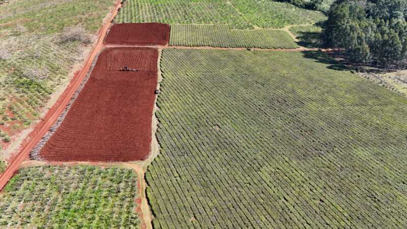 Por la crisis de precios, tealeros remueven plantaciones de hasta 80 años 1 té sergio paul