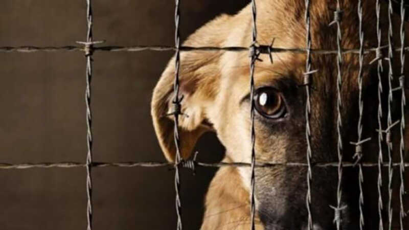 El nuevo registro municipal permitirá consultar los antecedentes de personas condenadas por maltrato animal y reforzar la tenencia responsable.