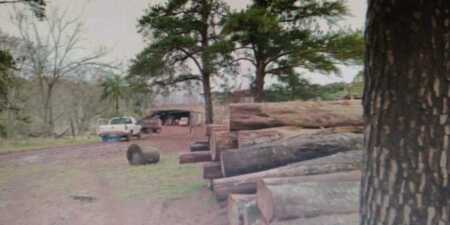 Denuncian la usurpación de 2.500 hectáreas de Morena Forestaciones en Misiones apeo ilegal Morena Forestal misiones