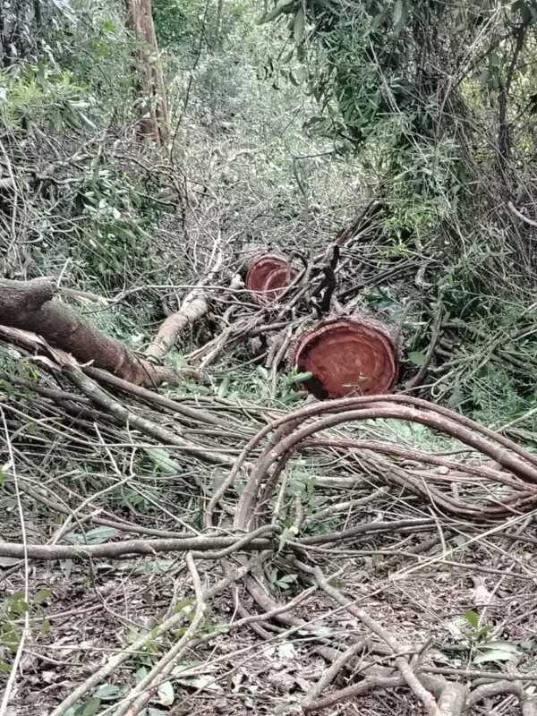 Deforestación en Misiones: el MAM denuncia tala ilegal y quemas en Colonia Alberdi 1 El MAM inició un campamento por tiempo indeterminado tras denunciar tala ilegal y ocupación irregular en territorios campesinos e indígenas.