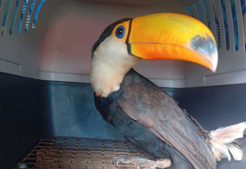 tucan