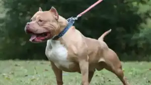 Una mujer en estado crítico tras ser atacada por un pitbull en Goya 2 pitbull
