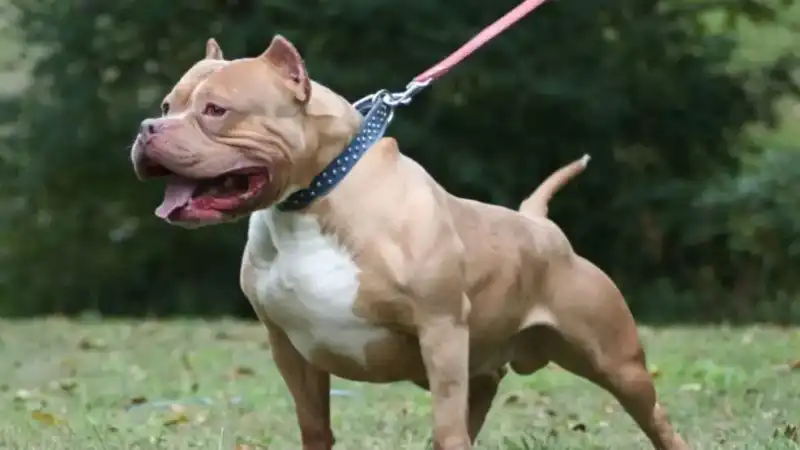 Los ataques de pitbull reavivan el debate sobre las razas potencialmente peligrosas y la falta de normativas efectivas en Misiones.