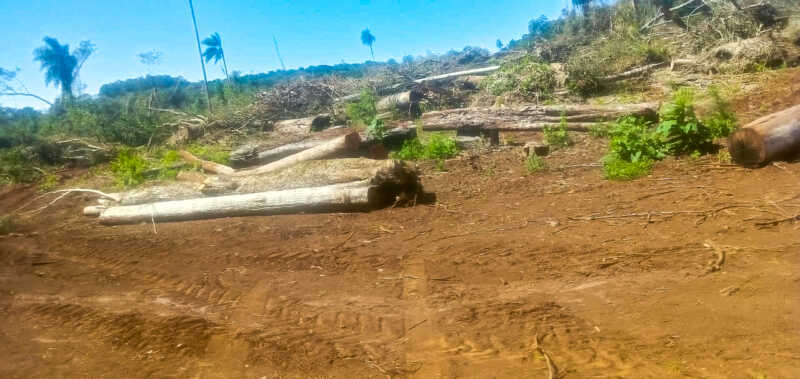 Extranjerización de tierras: Productores advierten que flexibilizar la compra agravaría la concentración en Misiones 1 La referente de Productores Independientes de Piray afirmó que eliminar los límites a la compra de tierras por extranjeros profundizaría los conflictos territoriales y ambientales en Misiones.