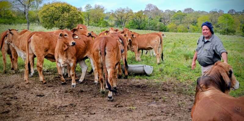 Misiones apuesta a la ganadería del futuro: Brahman colorado y búfalos como protagonistas 5 La combinación entre innovación, tradición y diversificación marca el rumbo del establecimiento.