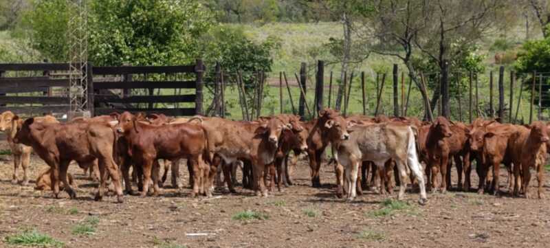 Misiones apuesta a la ganadería del futuro: Brahman colorado y búfalos como protagonistas 7 estancia la sonada114 - 6